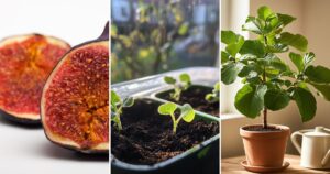 Growing Figs from Seeds in a Pot