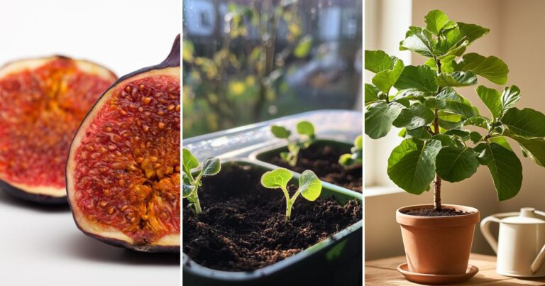 Growing Figs from Seeds in a Pot: Harvest Homegrown Figs with Ease