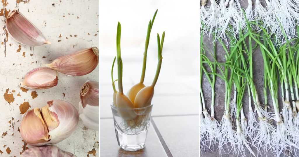 Grow Garlic in Water for a Continuous Supply: A Step-by-Step Guide ...