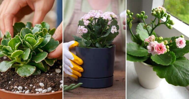 Growing and Caring for Kalanchoe: Beautiful Blooms Made Easy