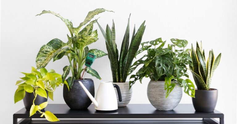 Houseplants: From Air Cleaners to Mood Boosters – 10 Secrets to Success