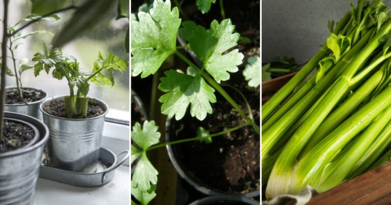 How to Grow Celery: From Garden to Crunchy Goodness