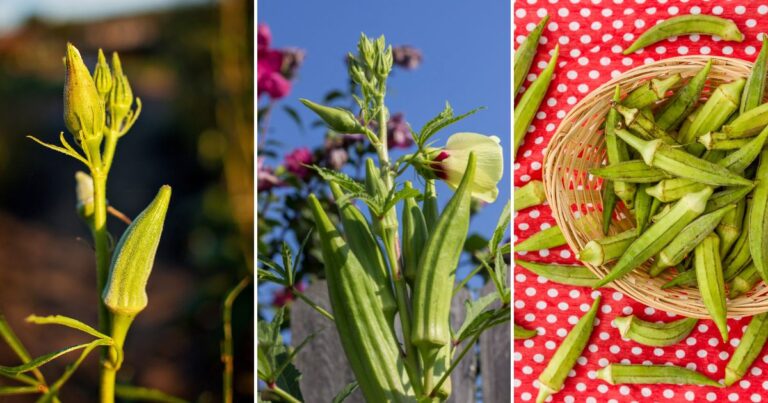 How to Grow Okra Easily in Your Home Garden