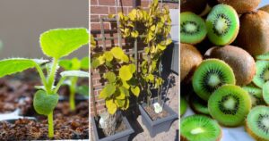 How to Easily Grow Your Own Kiwi and Enjoy Fresh Fruit