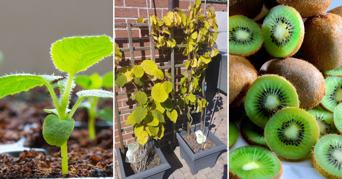 How to Easily Grow Your Own Kiwi and Enjoy Fresh Fruit