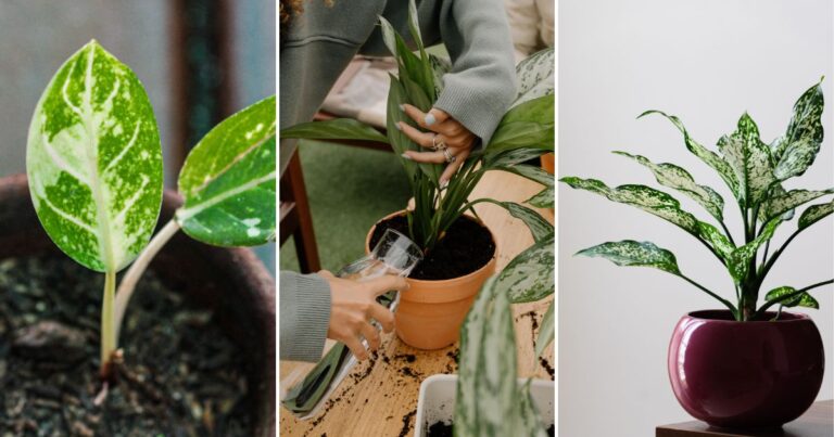 How to Grow and Care for Chinese Evergreen: Easy Tips for Lush Foliage