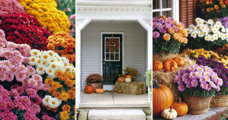 How to Grow Mums: Simple Tips for a Stunning Fall Garden