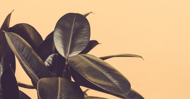 Indoor Oasis: How to Nurture Rubber Plants for Lush, Vibrant Growth