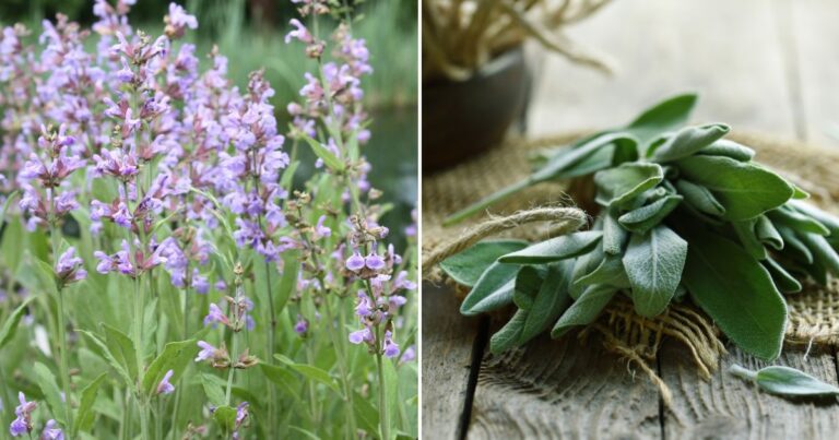 Is Your Sage Ready to Harvest? When and How to Do It Right