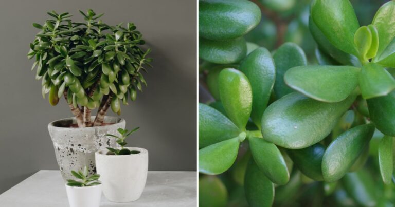 Jade Plants: The Right Watering Method for Success