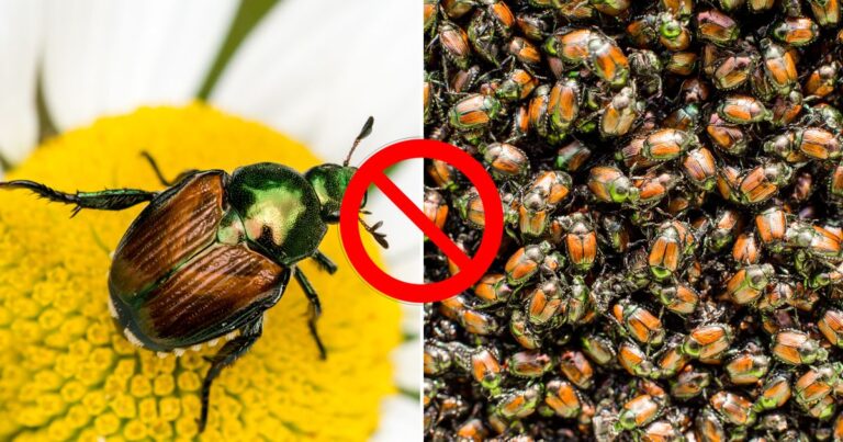 Japanese Beetles Taking Over? Here’s How To Stop Them