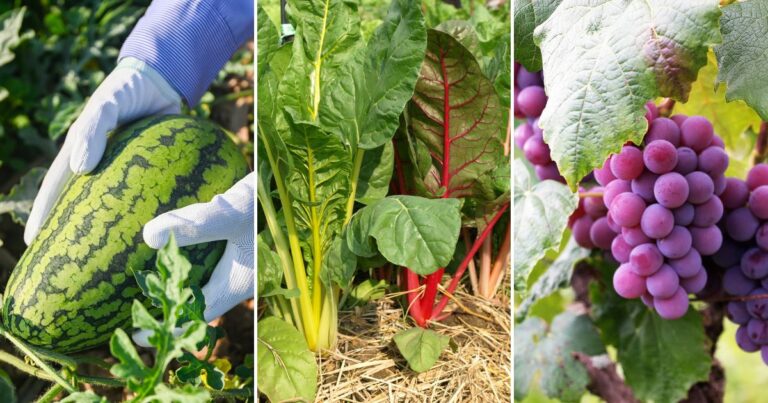Late Harvesting? These 11 Crops Should Be Picked Sooner!