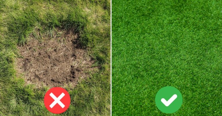 Lawn Troubles? Here Are 15 Diseases and Solutions