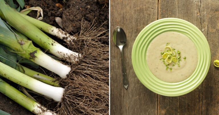 Leeks: From Garden to Table
