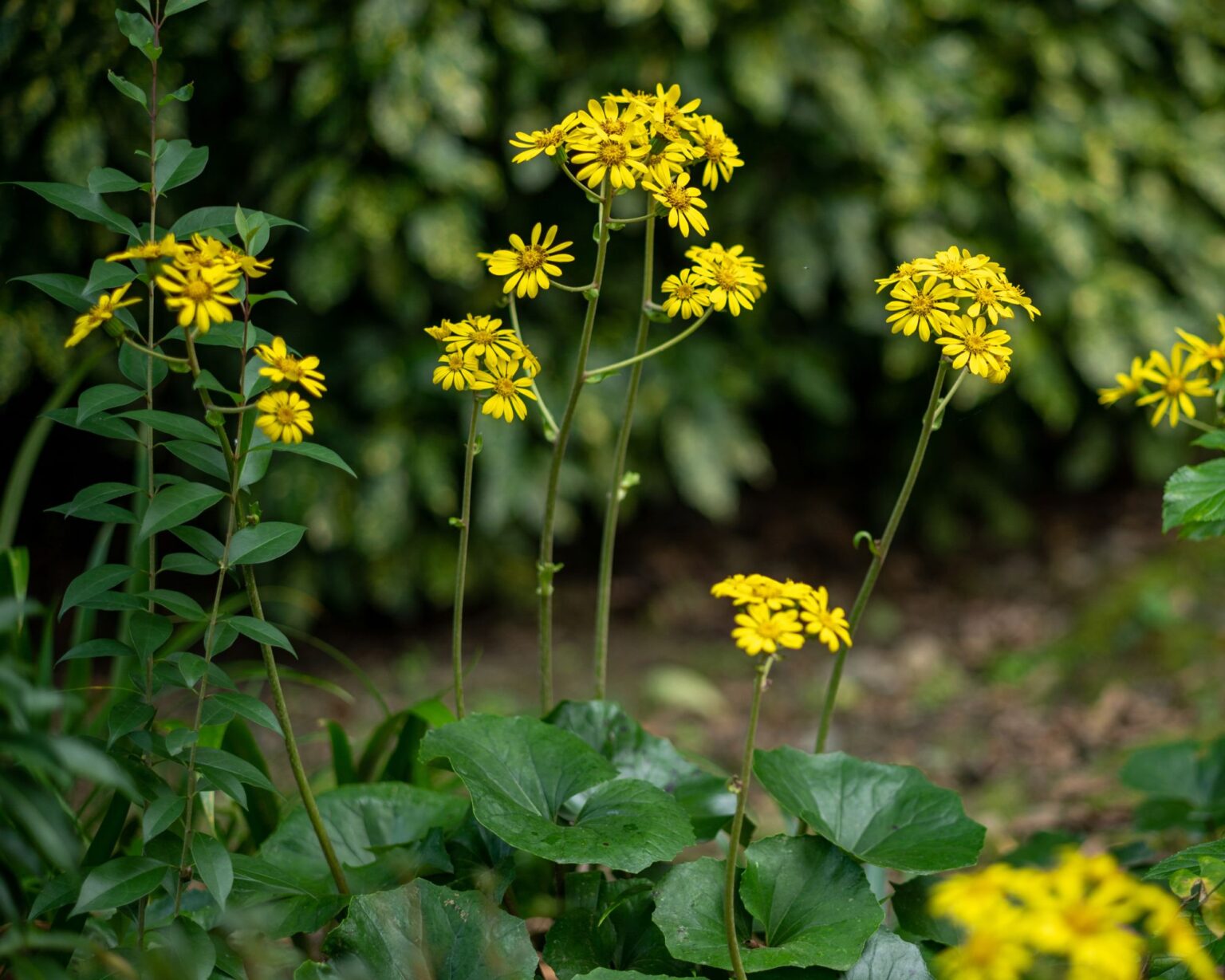 Giant Leopard Plant: The Unexpected Beauty Your Garden Needs - Complete ...