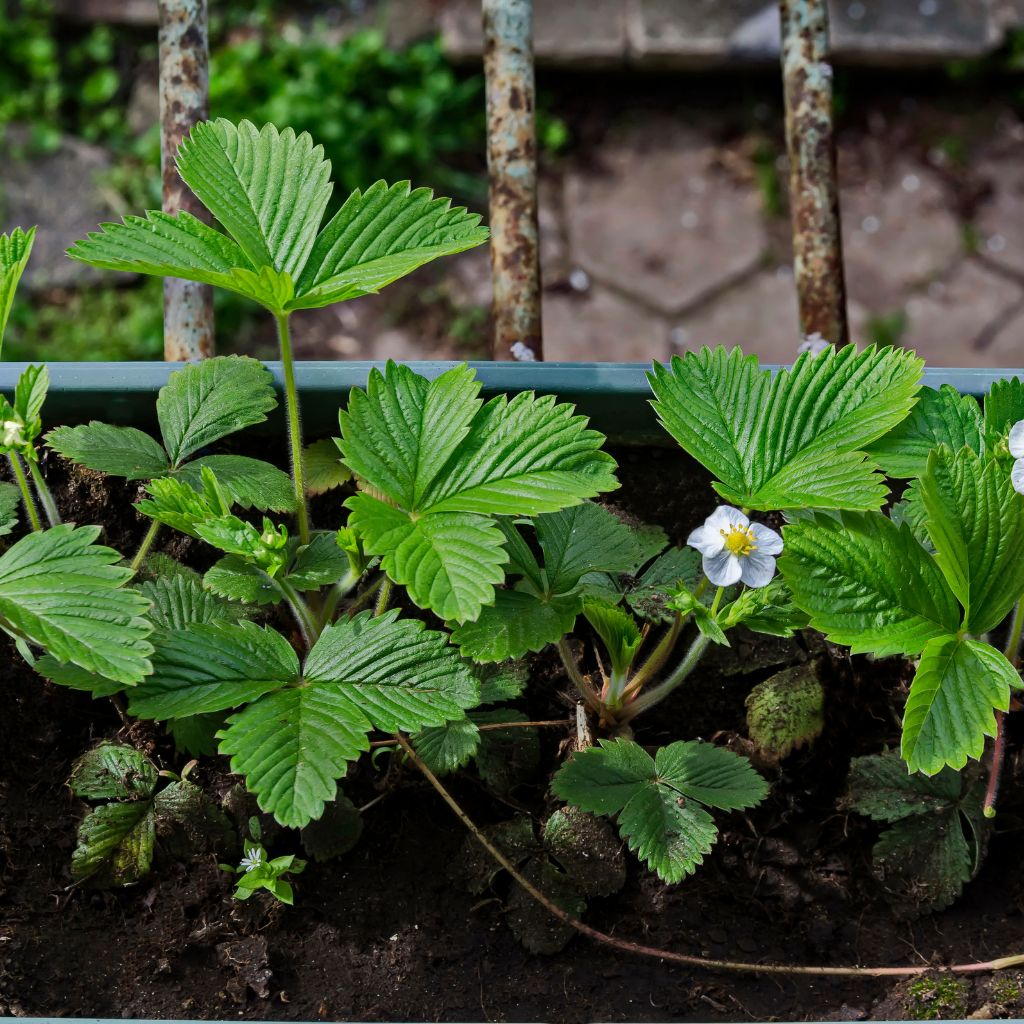 Mint to Be! Grow Fresh Mint in Containers—No Garden Needed - Complete ...