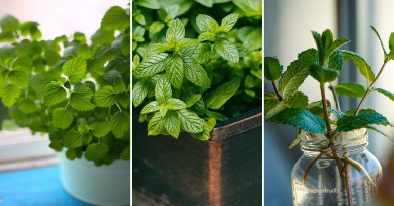 Mint to Be! Grow Fresh Mint in Containers—No Garden Needed