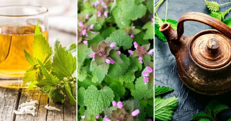 Nettle: Your Secret to Wellness and Garden Success