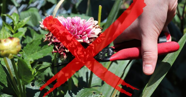 No Deadheading Required: 20 Effortless Flowers for Your Garden