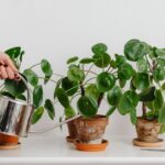 Off-Season Watering: Are You Overwatering Your Houseplants?