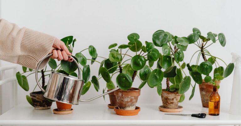 Off-Season Watering: Are You Overwatering Your Houseplants?