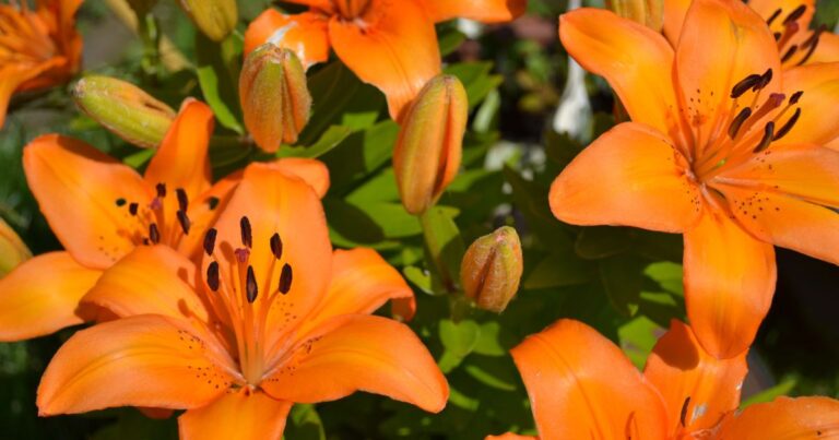 Orange Lilies Made Easy: A Step-by-Step Guide