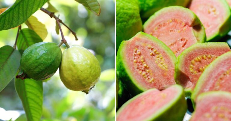 Perfect Guava in Containers, No Yard Needed!