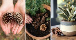 Pinecones at the Bottom of Your Planter—What’s the Deal?