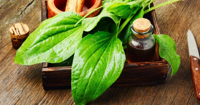 Plantain: The Unassuming Herb with Extraordinary Benefits