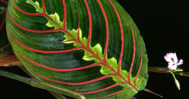 Prayer Plants: The Simple Secrets Most People Overlook