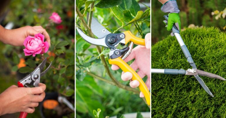 Pruning Schedule for Your Garden: Best Times to Trim