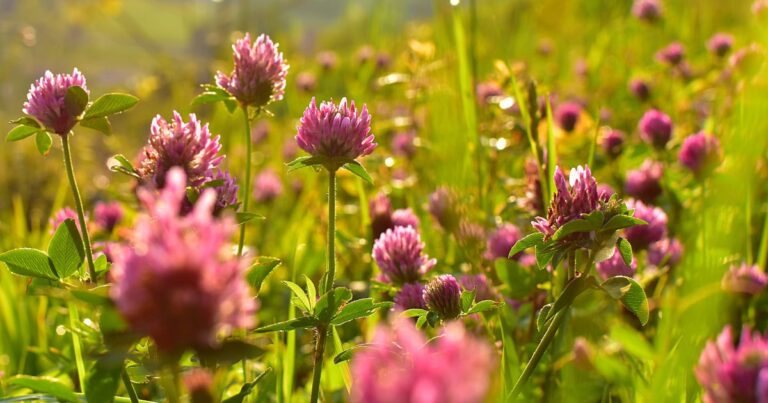 Red Clover: A Beautiful Herb with Incredible Health Benefits
