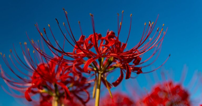 Red Spider Lilies: Unlock Their Full Potential!