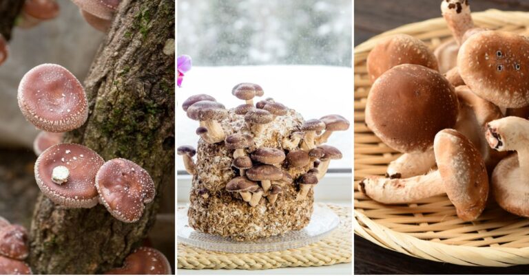 Shiitake Mushrooms at Home: Can You Really Grow Them Like a Pro?