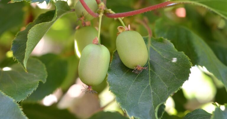 Small Space, Big Flavor: Grow Your Own Kiwis in a Pot