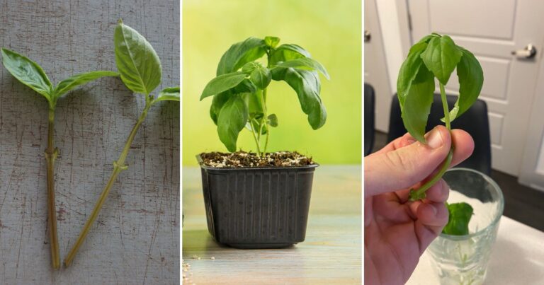 Soil vs. Water Propagation: Which Grows Basil Faster?