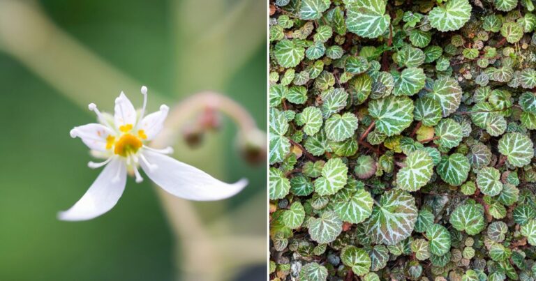 Strawberry Begonia Growing Tips You Won’t Want to Miss