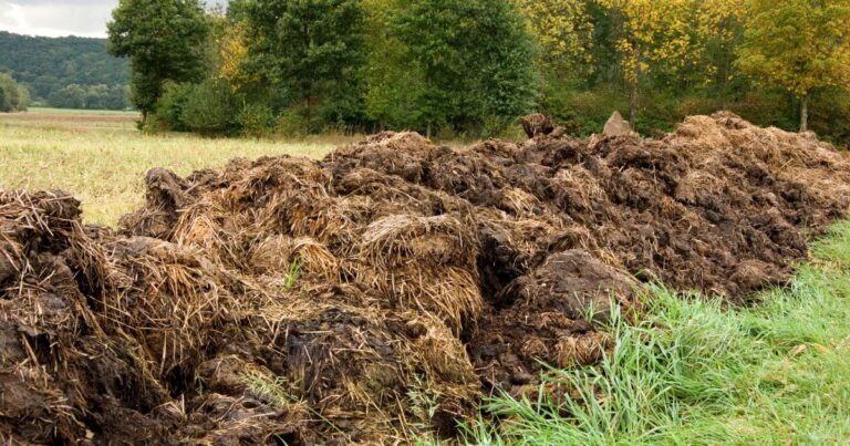 The Manure Myth: Vegetables That Thrive Without It