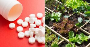 The Unexpected Power of Aspirin in Vegetable Gardens