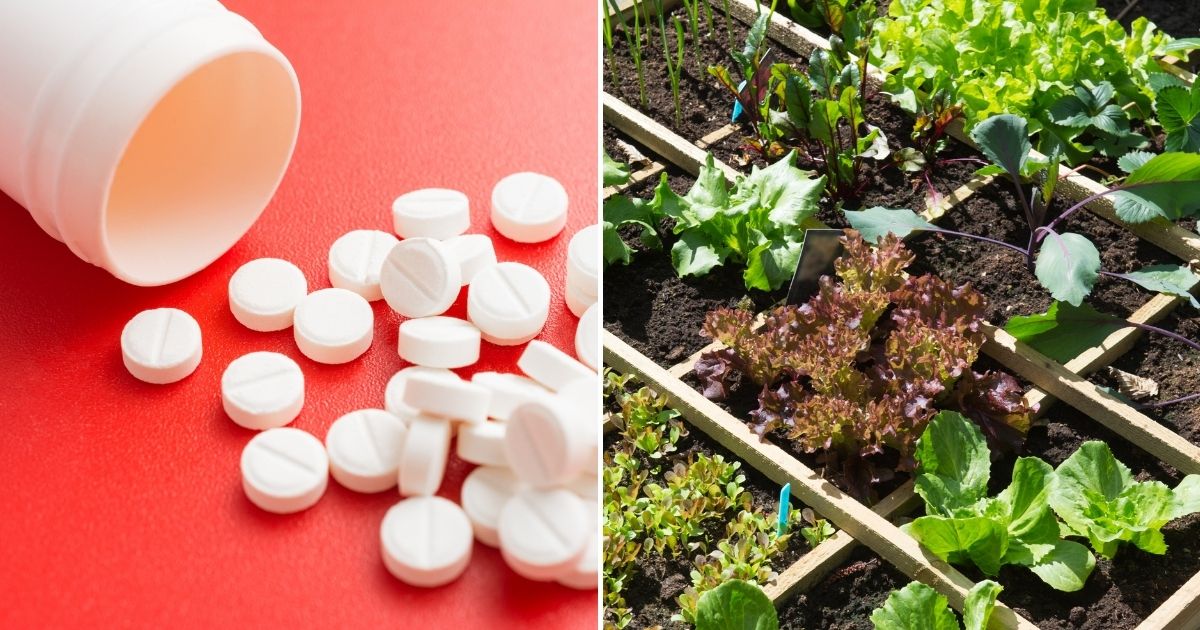 The Unexpected Power of Aspirin in Vegetable Gardens