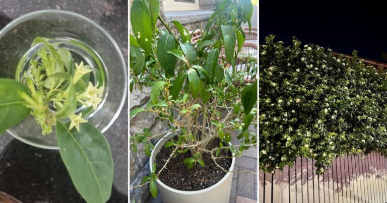 Turn Your Backyard Into a Nighttime Paradise: How to Grow and Care for Night-Blooming Jasmine