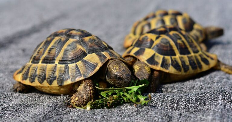 Turtles in Your Yard: Nature’s Simple Solution to Pest Control