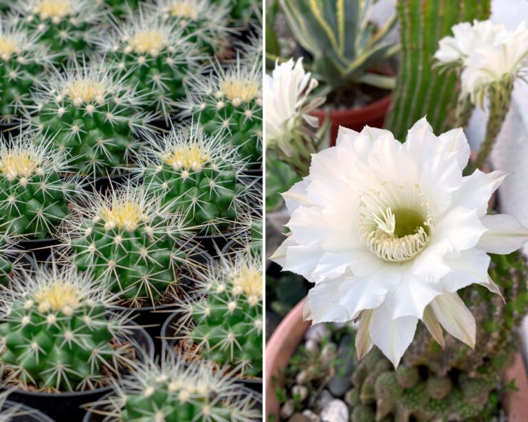 Urchin Cactus: Start Growing Now!