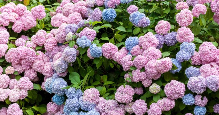 Want to Change Your Hydrangea’s Color? Here’s How Fertilizer Can Do It!