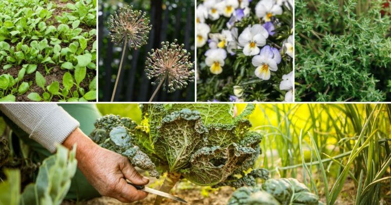 Which Plants Can Handle October’s Chill? Try These 14!