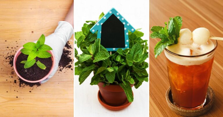 10 Simple Reasons You’ll Love Growing Mint at Home