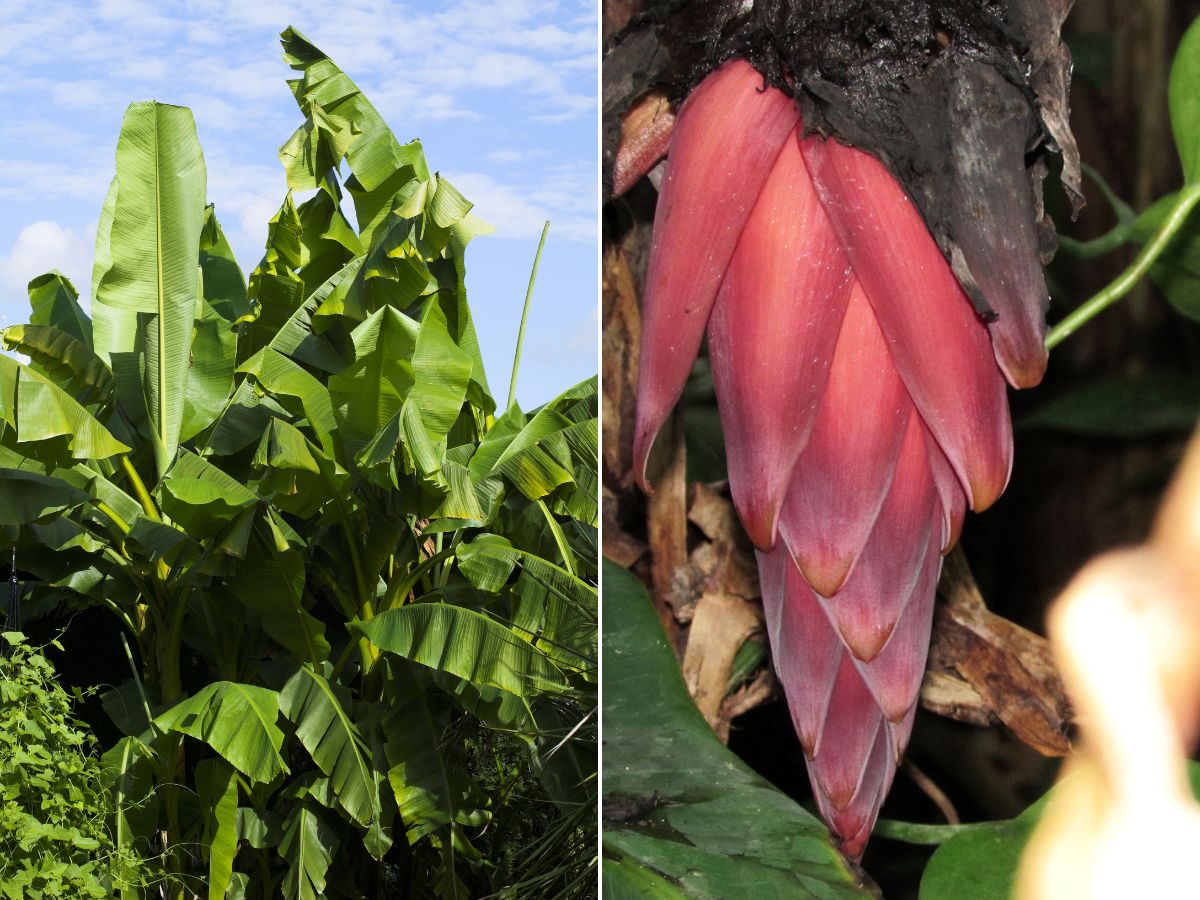 10 Best Banana Varieties to Grow in Your Home Garden - Complete Gardening