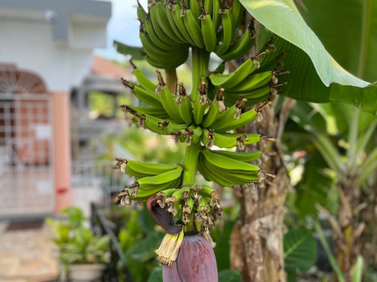 10 Best Banana Varieties to Grow in Your Home Garden - Complete Gardening