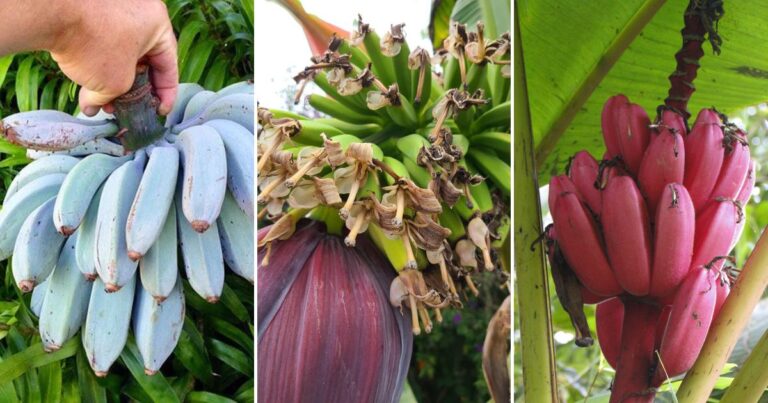10 Best Banana Varieties to Grow in Your Home Garden