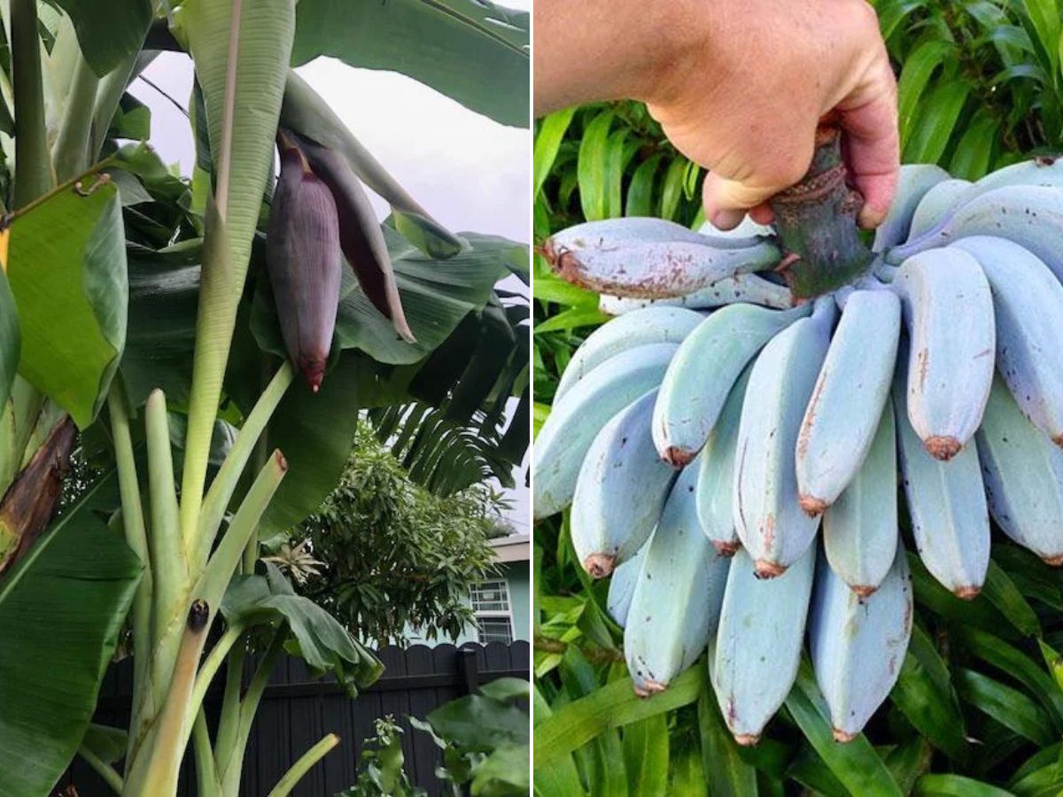 10 Best Banana Varieties to Grow in Your Home Garden - Complete Gardening